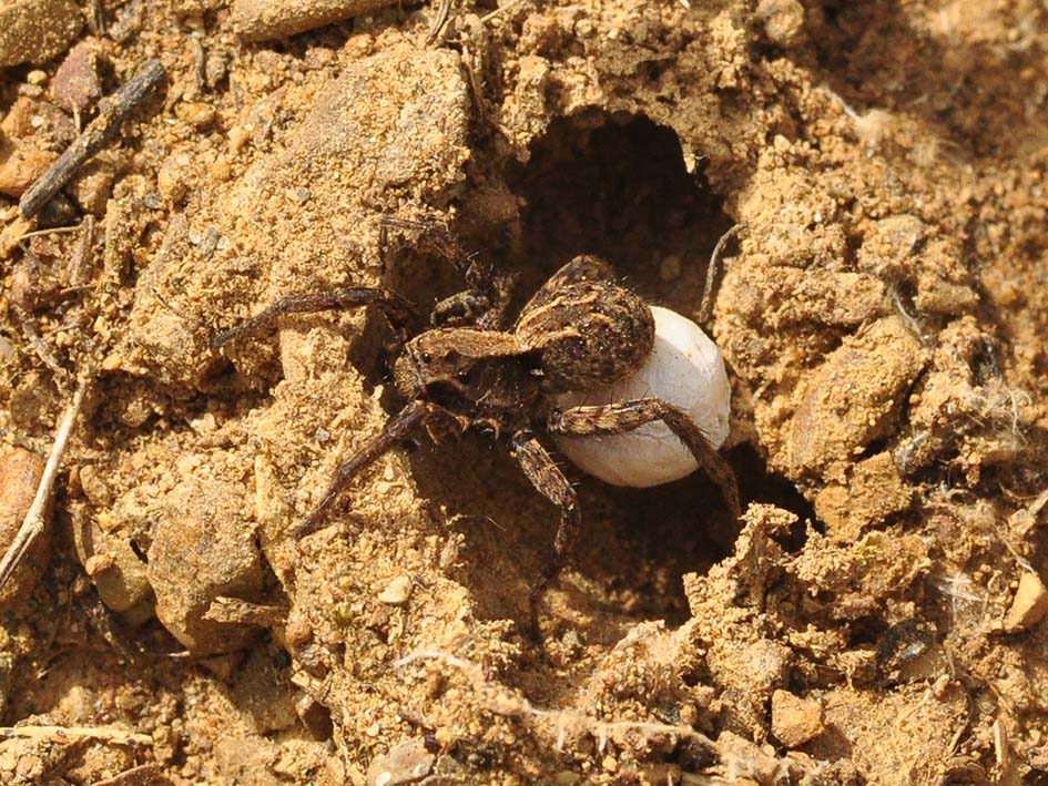 Alopecosa accentuata - Maremma